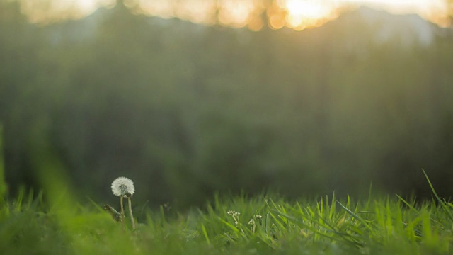 日落时分，蒲公英在草地上的一段时间视频素材