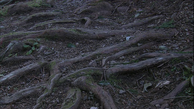 在日本和歌山鸟居门附近，从熊野Kodo步道伸出的树根。视频素材