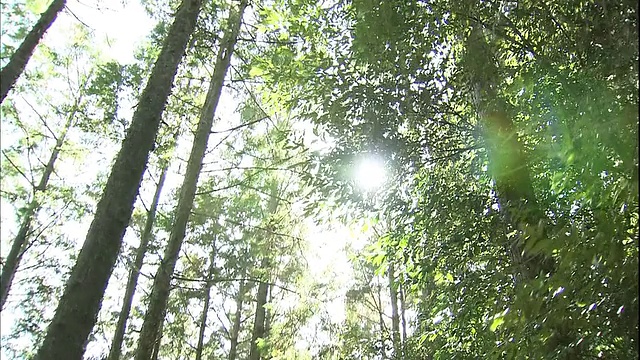 在日本Kii山脉，阳光透过日本雪松的树叶。视频素材