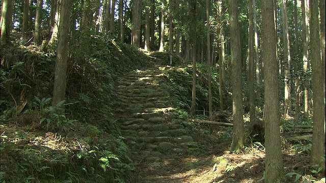 阳光穿过日本熊野古都的森林。视频素材