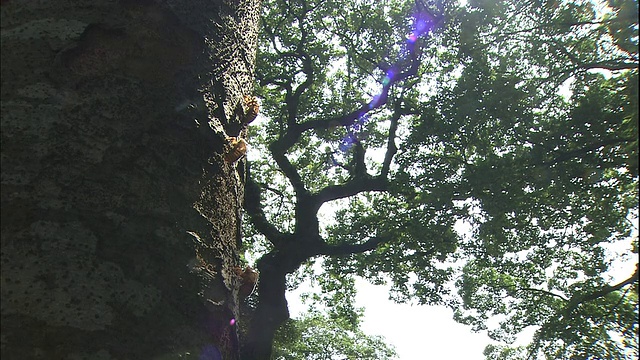 蝉皮排列在宽阔的树干上。视频下载