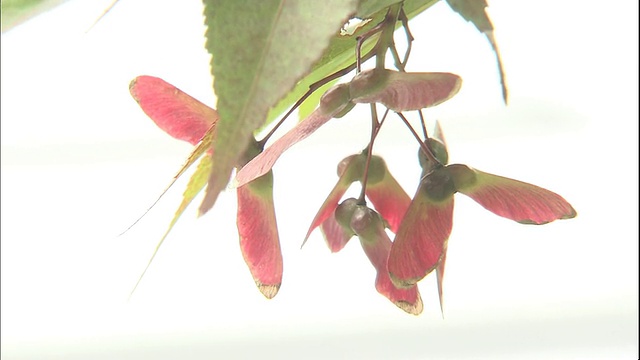 漂亮的红枫种子像蝴蝶。视频下载