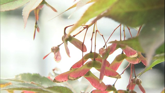 红枫的种子和树叶在微风中颤动。视频下载