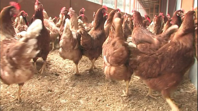 鸡在秸秆覆盖的农场围栏地板上行走。视频素材