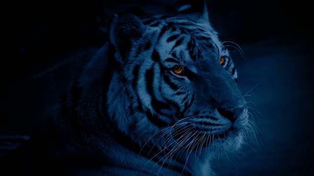 老虎在夜晚发光的眼睛视频下载