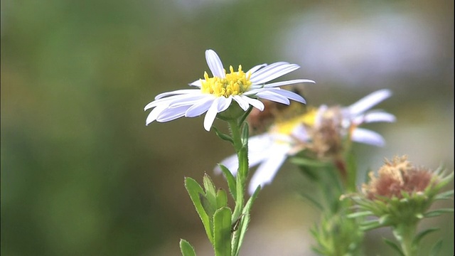 在日本科莫角，一只食蚜蝇正在吸食野生菊花的花蜜。视频素材
