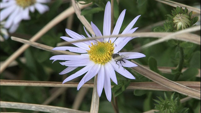 在日本科莫角，一只昆虫在野菊花的花瓣上梳理自己。视频素材