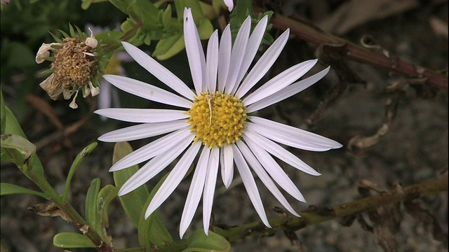 在日本科莫角，薄薄的白色花瓣围绕着盛开的菊花。视频素材