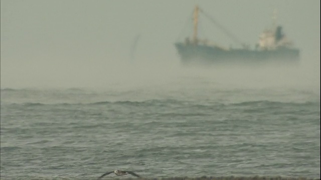 一艘货船在雾蒙蒙的伊约纳达海上航行，一只海鸥在岸边飞翔。视频素材