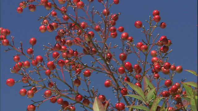楠蒂娜树枝上的红浆果随风飘动。视频下载