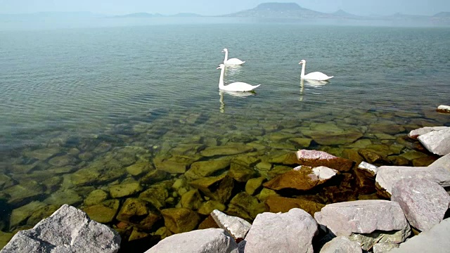 匈牙利巴拉顿湖上的天鹅视频下载