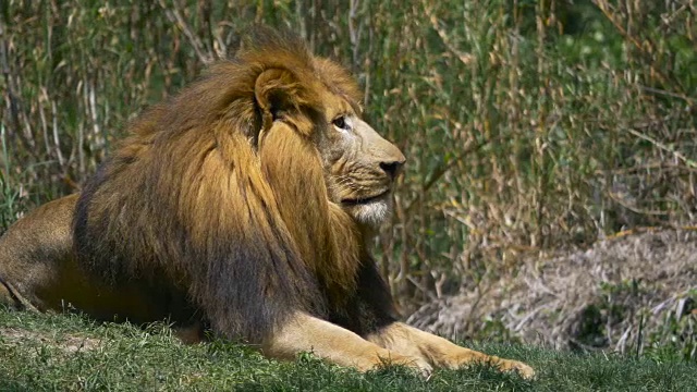 狮子在绿色的草地上休息，旁边是母狮子视频素材
