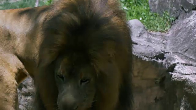 有大鬃毛的成年雄狮来回踱步视频素材