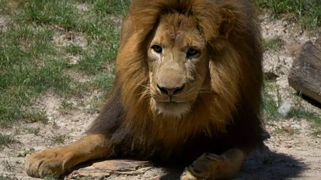 正在吃肉的成年雄狮被扔给他视频素材