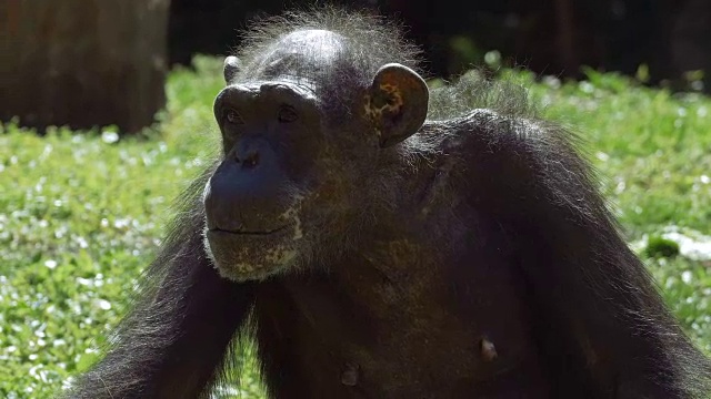 黑猩猩在盯着相机前四下看了看视频素材