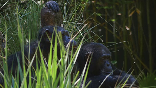 两只黑猩猩互相看了看对方，直到有东西吸引了它们的注意力视频素材
