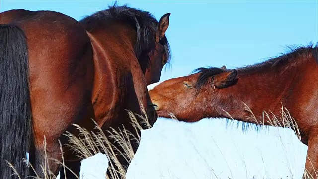 山上的牧场上两匹马互相接触交流视频素材