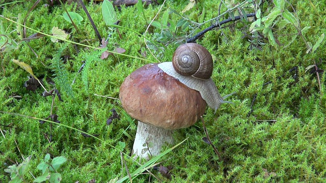 蜗牛在美丽的蘑菇牛肝菌在森林里视频下载
