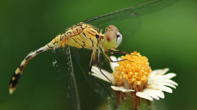 蜻蜓停在花上。视频素材