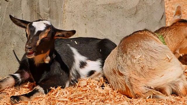 4K休息小山羊，夏天的太阳，宠物动物园视频素材