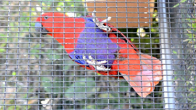 笼子里的鹦鹉视频素材