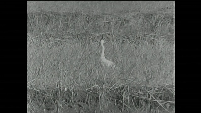 两只白鹭在灌木丛中觅食。视频下载