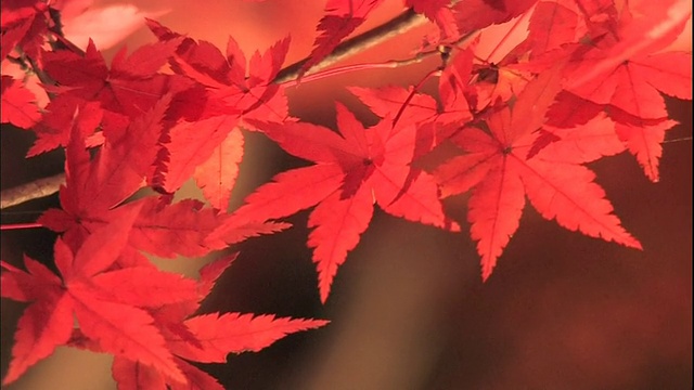 深红色的秋叶在Tsukinoishi Momiji公园的风中摇曳。视频素材