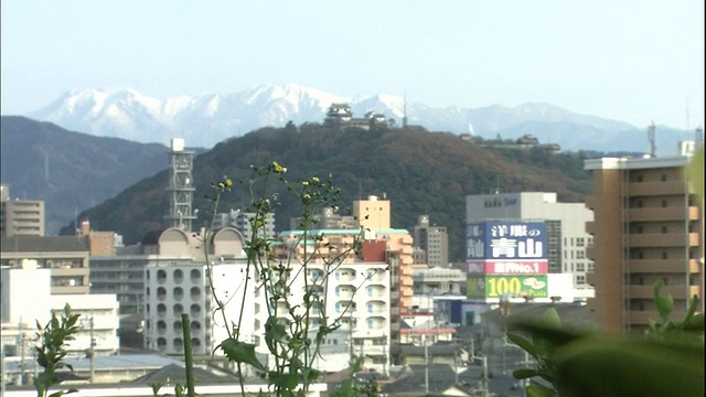 Iyokan橙子生长在松山城堡和石嘴山附近。视频素材
