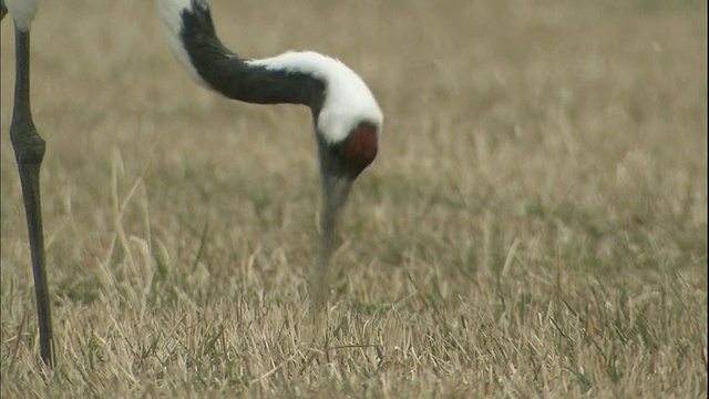 一只日本鹤在草地上觅食。视频下载