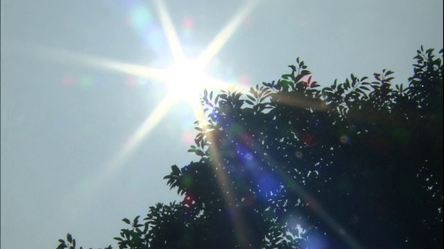 明亮的日冕照在一棵枝繁叶茂的树上。视频下载