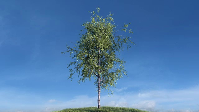 生长的桦树对着天空视频素材