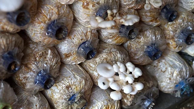 室内农场袋装蘑菇行组细部图视频素材