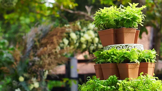 在浪漫的花园中为婚礼而设置的绿色花盆层视频素材