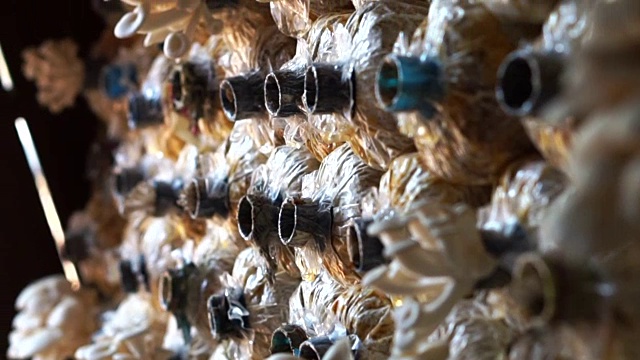 室内农场袋装蘑菇行组细部图视频素材