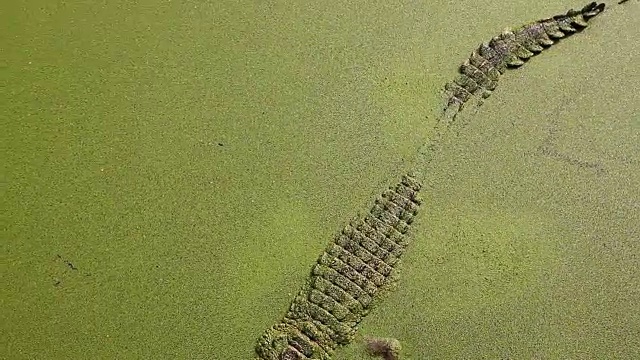 鳄鱼在河里游泳。视频素材
