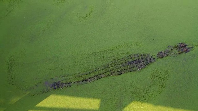 鳄鱼在河里游泳。视频素材
