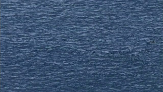 一群里索海豚在日本相模湾游泳时浮出水面。视频素材