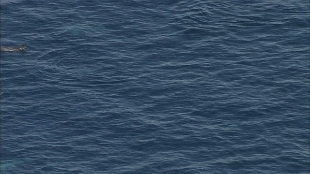 日本相模湾，一群瑞索海豚浮出水面。视频素材