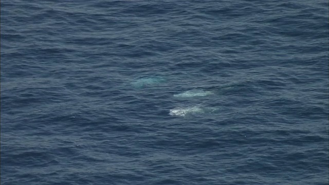日本相模湾里索的海豚浮出水面。视频素材
