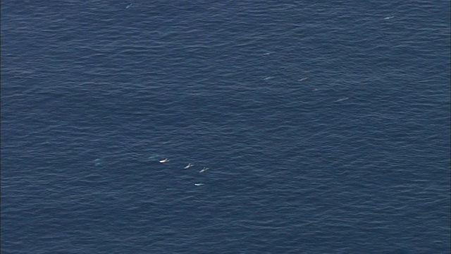一群里索海豚在日本相模湾水面附近游泳。视频素材