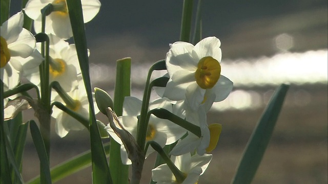 日本大山仙maida梯田上盛开的水仙花在微风中摇曳。视频下载
