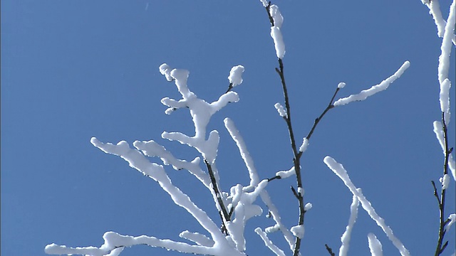 云朵飘过头顶，霜冻粘在树枝上。视频素材