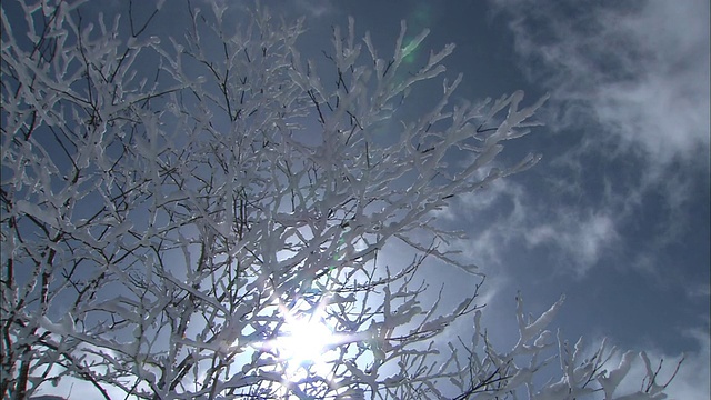 在Yatsugatake山，冬日的阳光透过被雪覆盖的树枝照耀着。视频素材