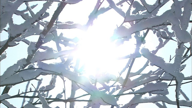 白雪覆盖的树枝勾勒出冬日灿烂的阳光。视频素材