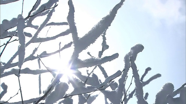 在Yatsugatake Mountains，冬日的阳光照射在霜冻的树枝上。视频素材