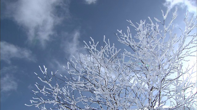结霜的树枝与寒冷的蓝色天空形成对比。视频素材