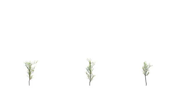在白色背景上生长的树有3种变化视频素材