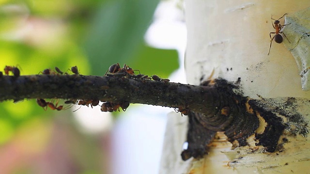 树上的蚂蚁视频下载