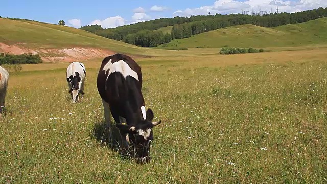 奶牛和公牛。视频下载
