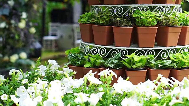 在浪漫的花园中为婚礼而设置的绿色花盆层视频下载
